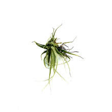 Load image into Gallery viewer, Tillandsia Argentea, 3&quot;
