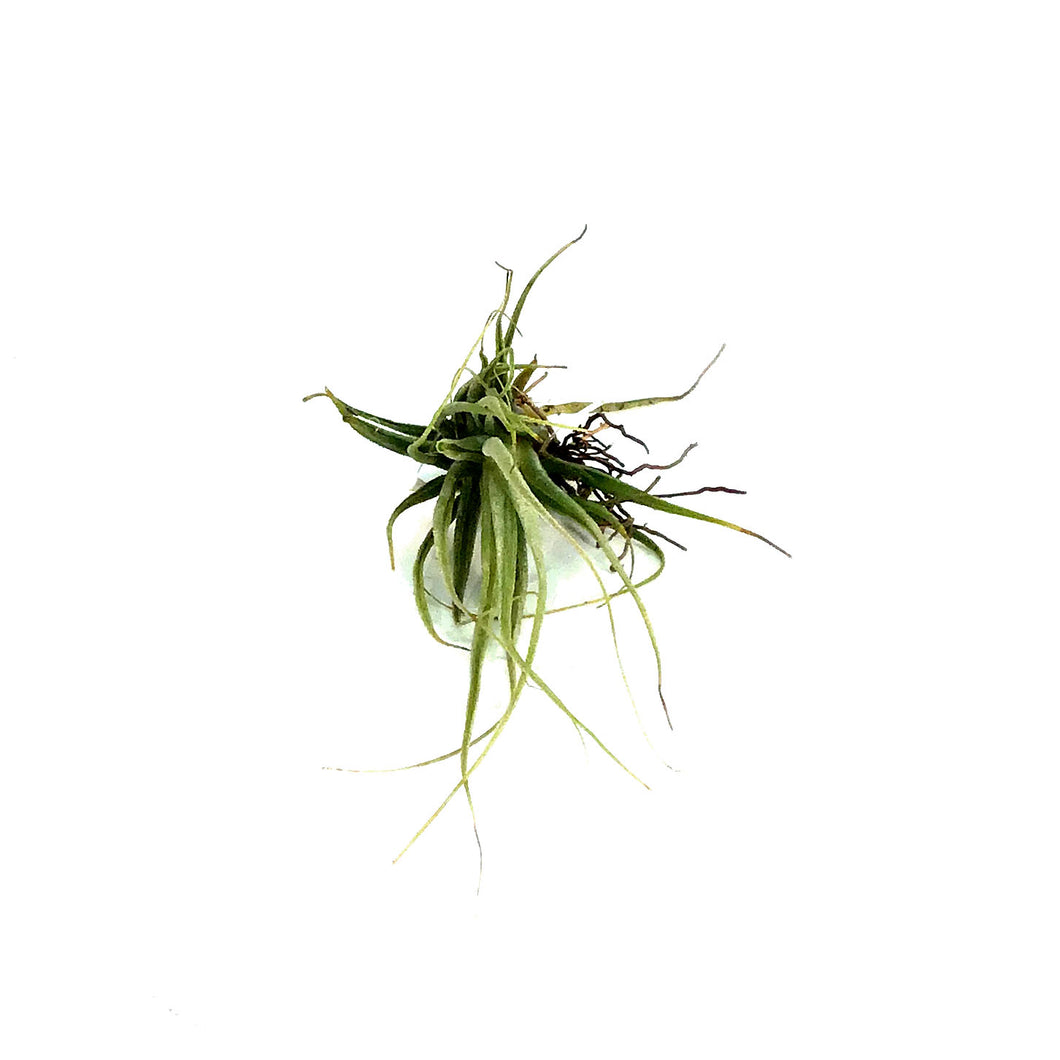 Tillandsia Argentea, 3