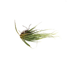 Load image into Gallery viewer, Tillandsia Argentea, 3&quot;
