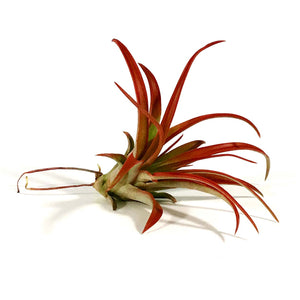 Tillandsia Brachycaulous abdita, 3"