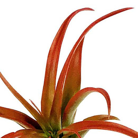 Tillandsia Brachycaulous abdita, 3"