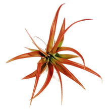 Load image into Gallery viewer, Tillandsia Brachycaulous abdita, 3&quot;
