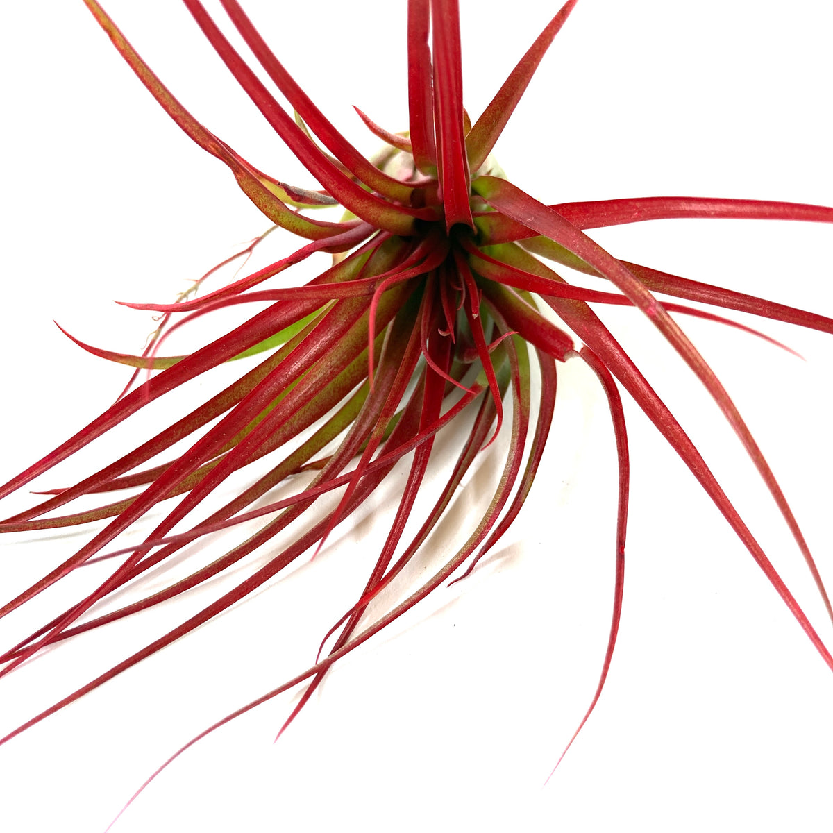 Tillandsia, Brachycaulous miniata, 5-6" - Floral Acres Greenhouse & Garden Centre