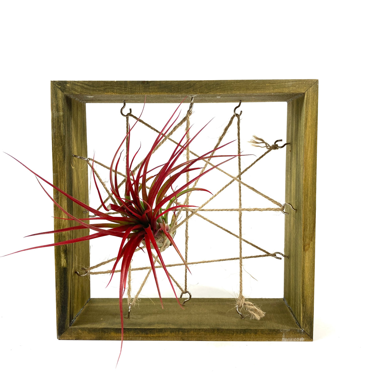 Tillandsia, Brachycaulous miniata, 5-6" - Floral Acres Greenhouse & Garden Centre
