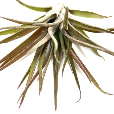 Tillandsia, Brachycaulous velutina, 3" - Floral Acres Greenhouse & Garden Centre