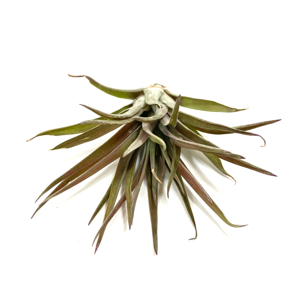 Tillandsia, Brachycaulous velutina, 3