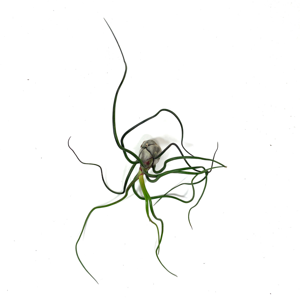 Tillandsia, Bulbosa belize, 6-7" - Floral Acres Greenhouse & Garden Centre