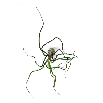 Tillandsia, Bulbosa belize, 6-7" - Floral Acres Greenhouse & Garden Centre