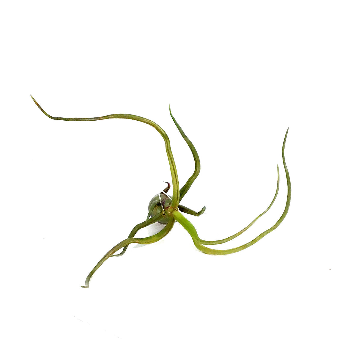 Tillandsia Bulbosa Guatemalan, 3-4in