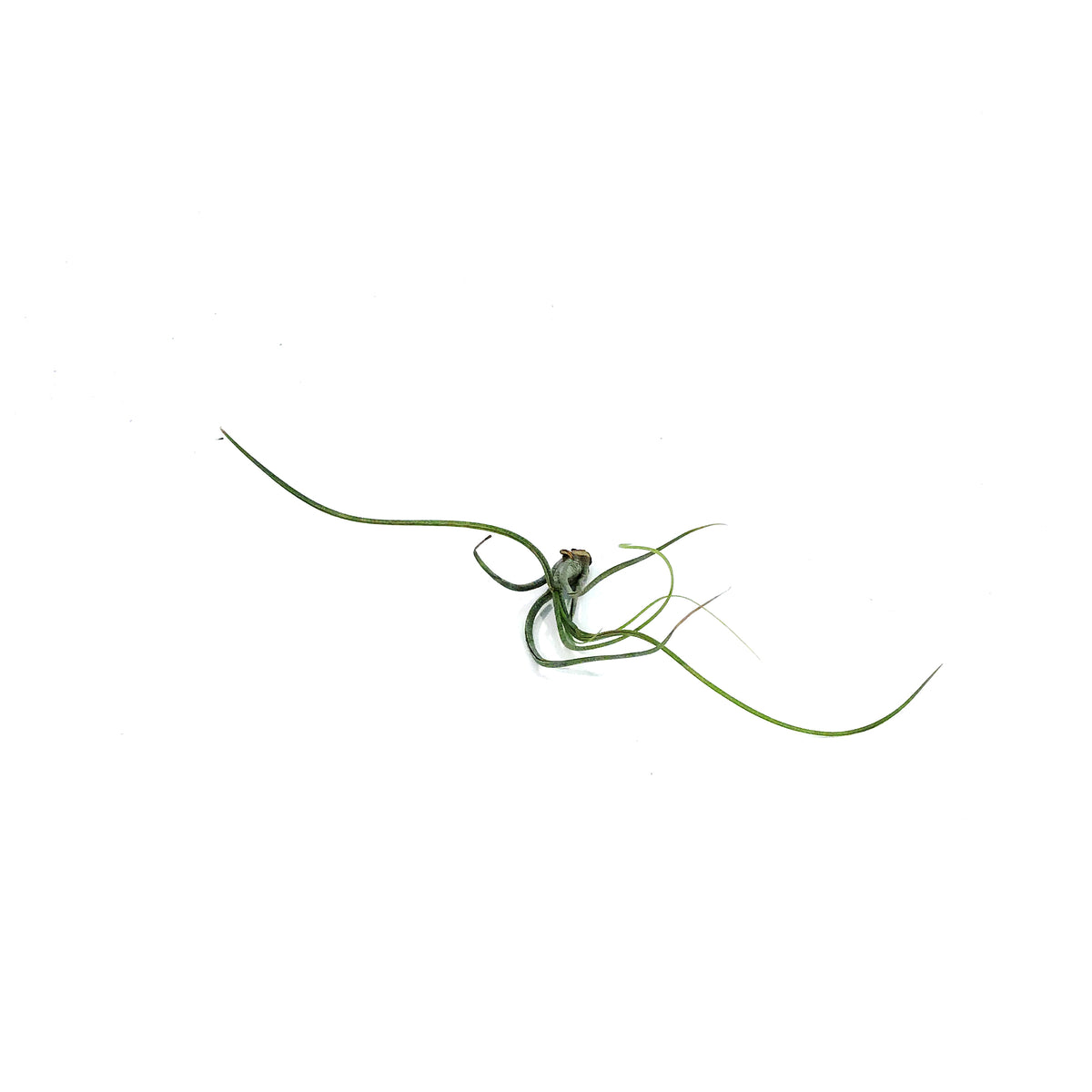 Tillandsia Butzii, 5-6"