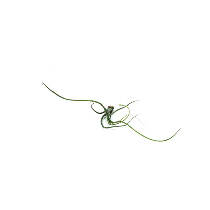 Tillandsia Butzii, 5-6"
