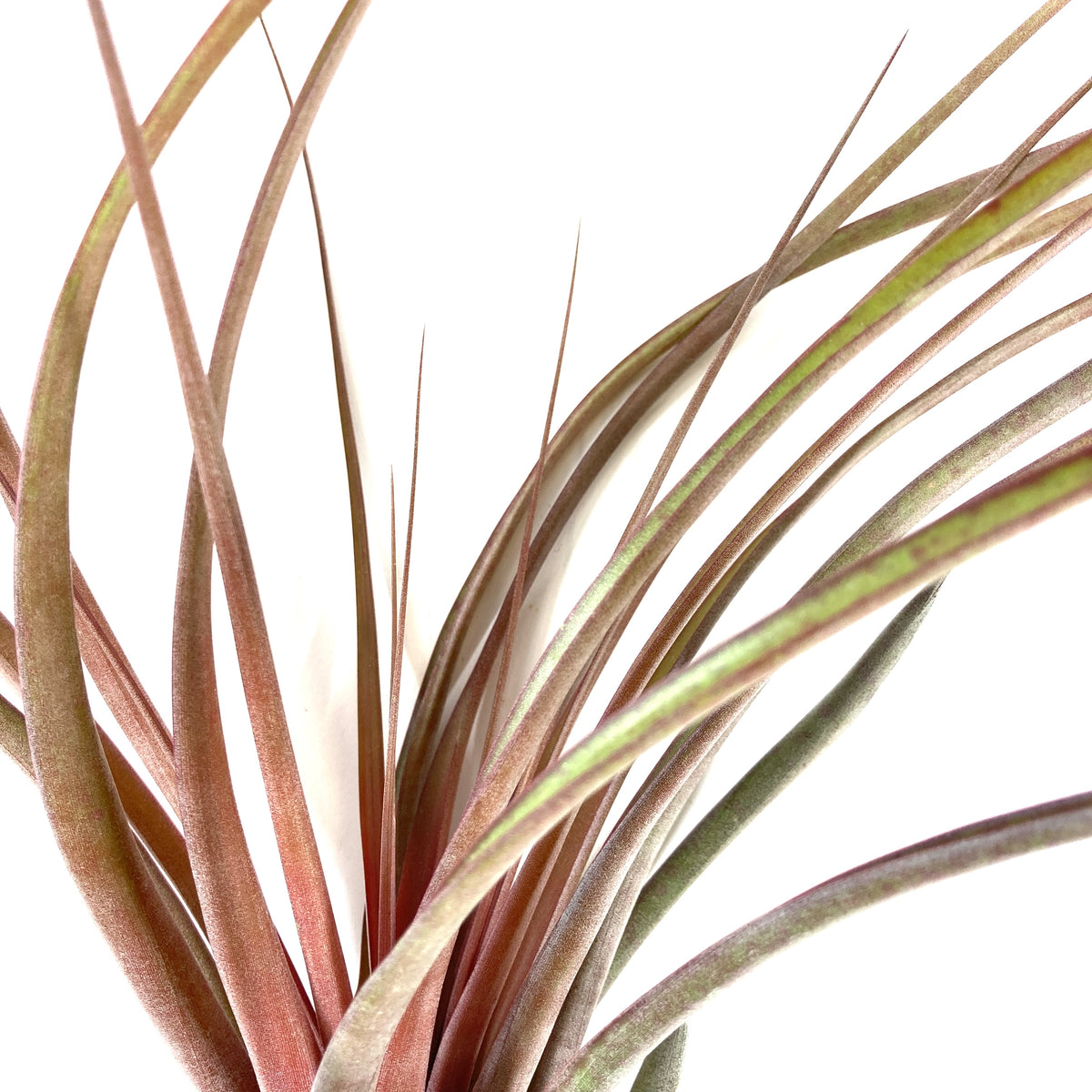 Tillandsia, Capitata maroon, 12-13" - Floral Acres Greenhouse & Garden Centre