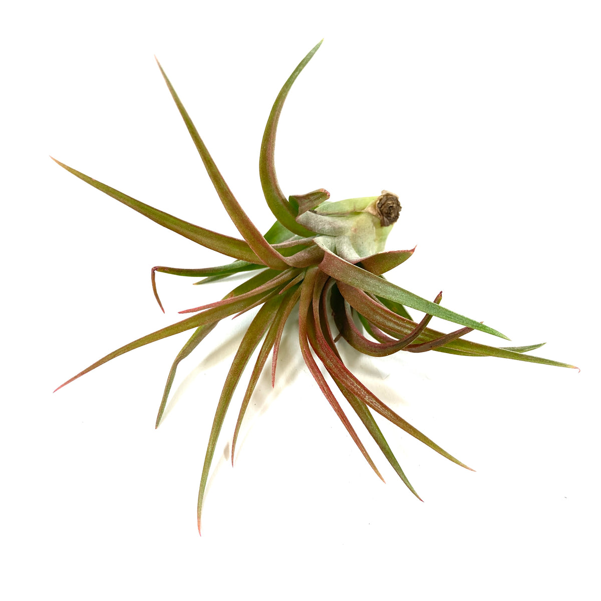Tillandsia. Capitata select, 3" - Floral Acres Greenhouse & Garden Centre