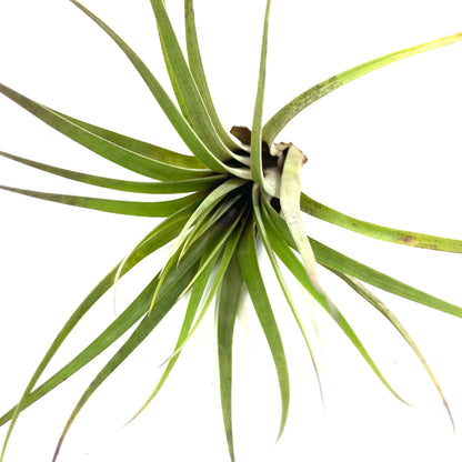 Tillandsia, Fasciculata, 8-9" - Floral Acres Greenhouse & Garden Centre