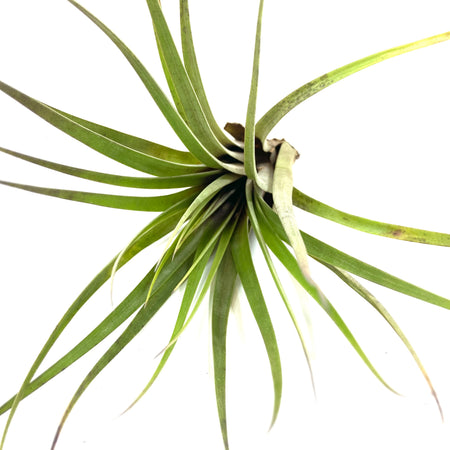 Tillandsia, Fasciculata, 8-9" - Floral Acres Greenhouse & Garden Centre