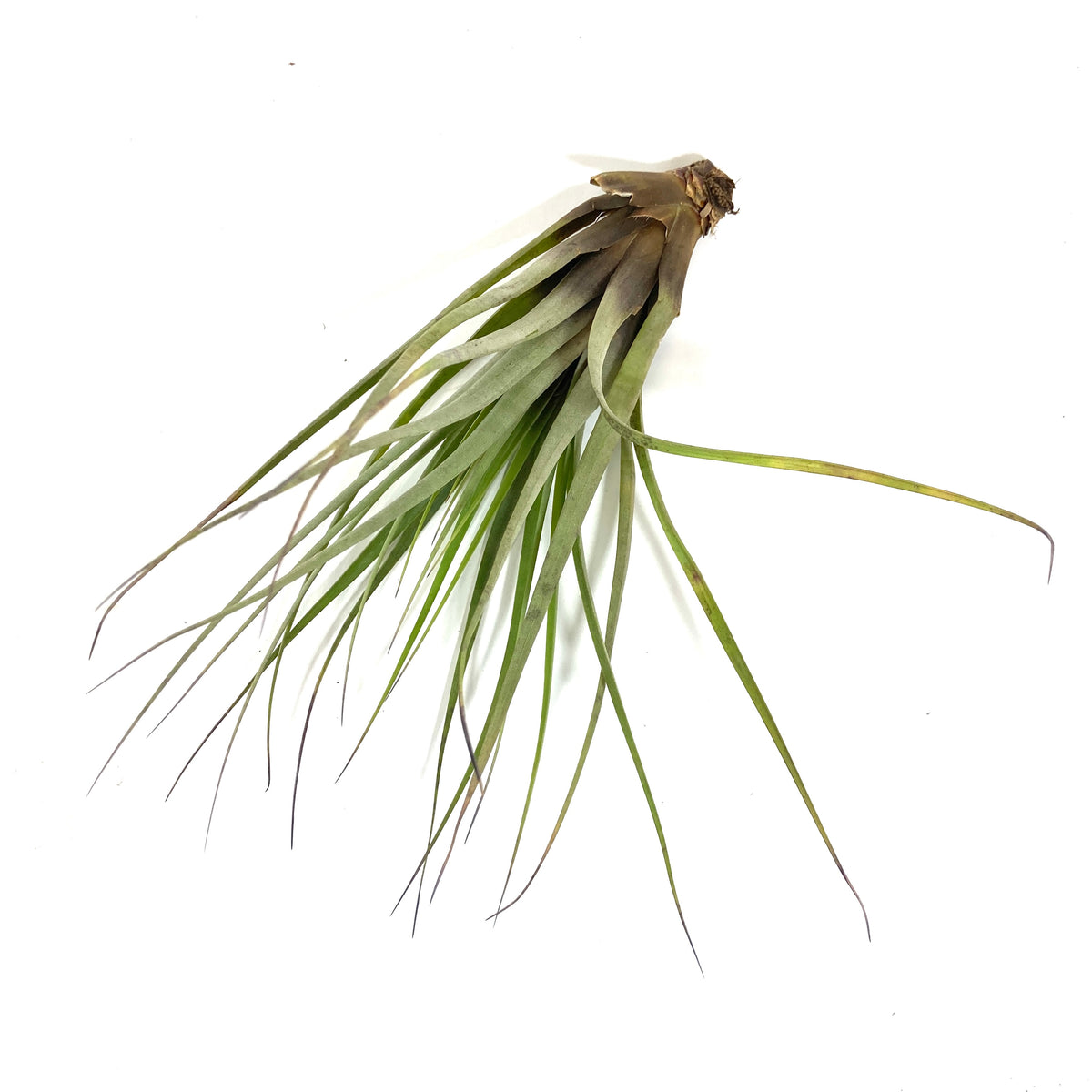 Tillandsia, Fasciculata, 8-9" - Floral Acres Greenhouse & Garden Centre