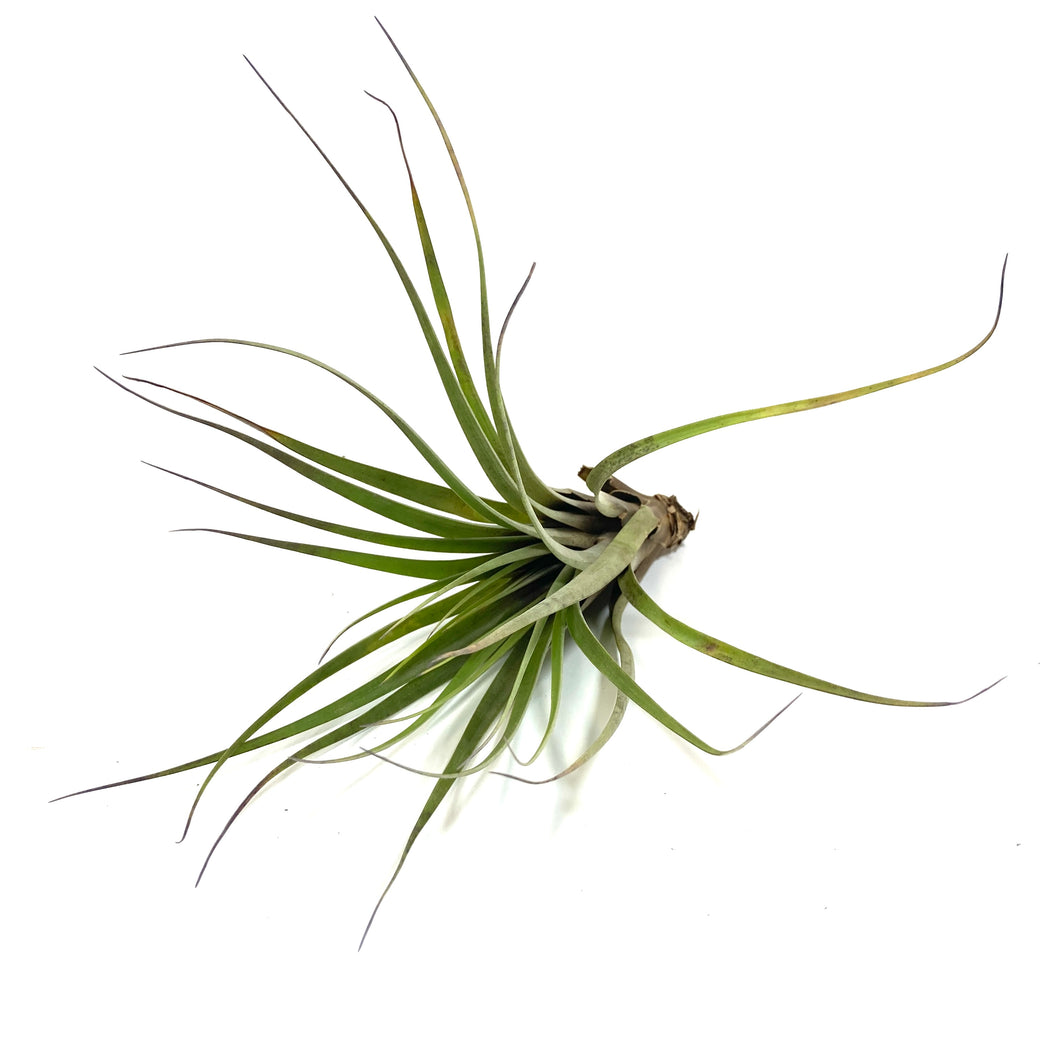 Tillandsia, Fasciculata, 8-9