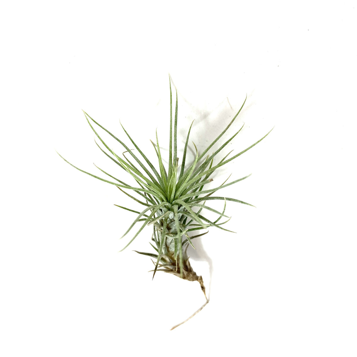 Tillandsia, Funckiana, 1-2" - Floral Acres Greenhouse & Garden Centre