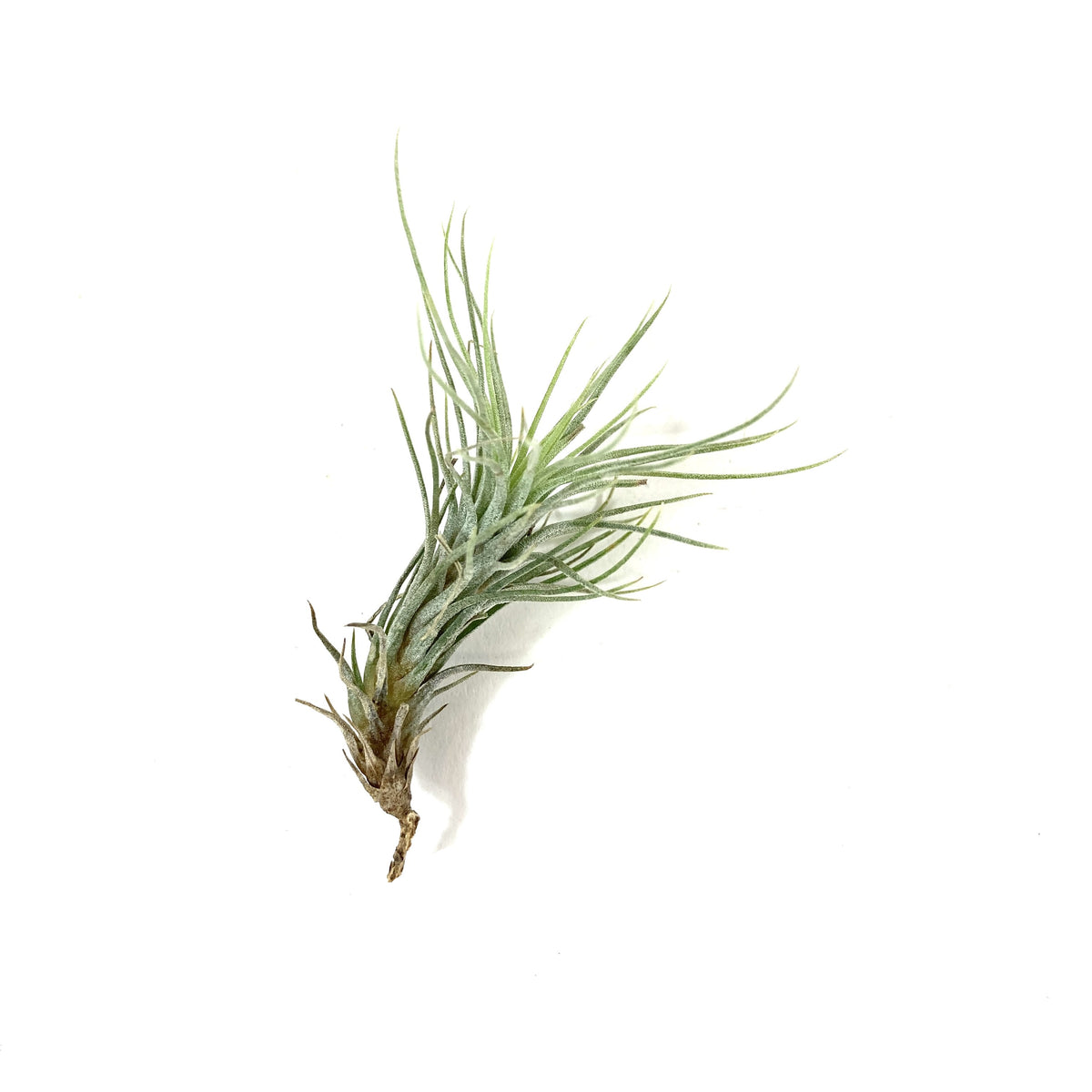 Tillandsia, Funckiana, 1-2" - Floral Acres Greenhouse & Garden Centre