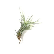 Load image into Gallery viewer, Tillandsia, Funckiana, 1-2&quot; - Floral Acres Greenhouse &amp; Garden Centre
