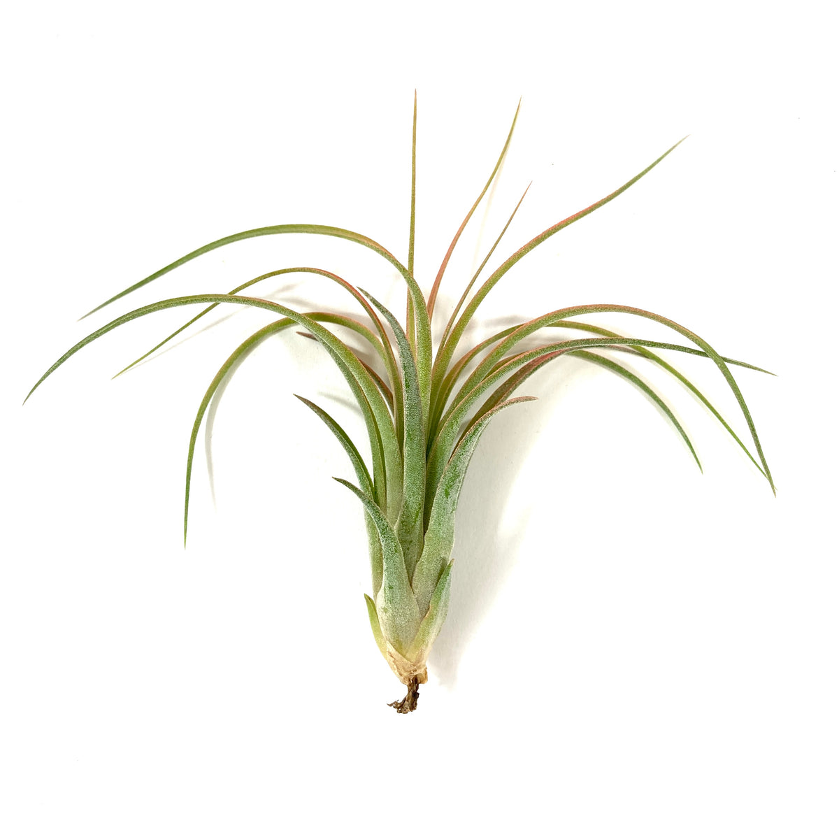 Tillandsia, Ionantha brachycaulous, 4-5" - Floral Acres Greenhouse & Garden Centre