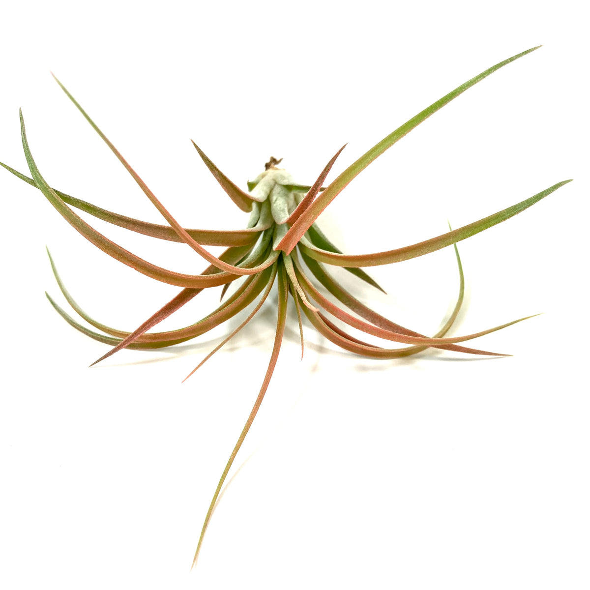 Tillandsia, Ionantha brachycaulous, 4-5" - Floral Acres Greenhouse & Garden Centre