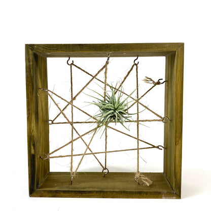 Tillandsia, Ionantha guatemalan, 2-3" - Floral Acres Greenhouse & Garden Centre