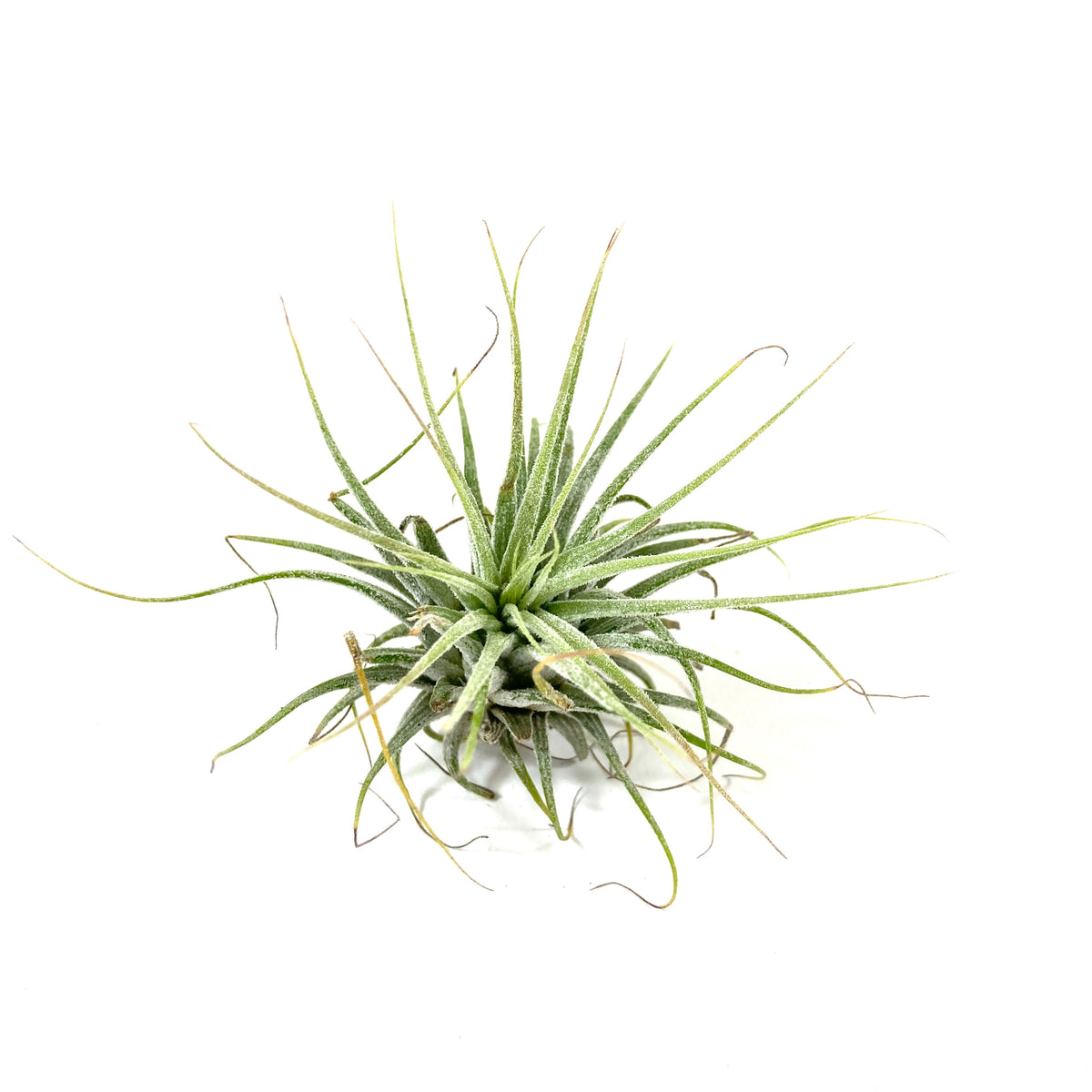 Tillandsia, Ionantha guatemalan, 2-3" - Floral Acres Greenhouse & Garden Centre