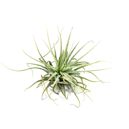 Tillandsia, Ionantha guatemalan, 2-3" - Floral Acres Greenhouse & Garden Centre