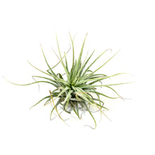 Load image into Gallery viewer, Tillandsia, Ionantha guatemalan, 2-3&quot; - Floral Acres Greenhouse &amp; Garden Centre

