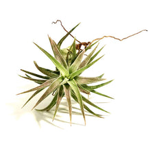 Load image into Gallery viewer, Tillandsia Ionantha vanhyningii, 2-3&quot;
