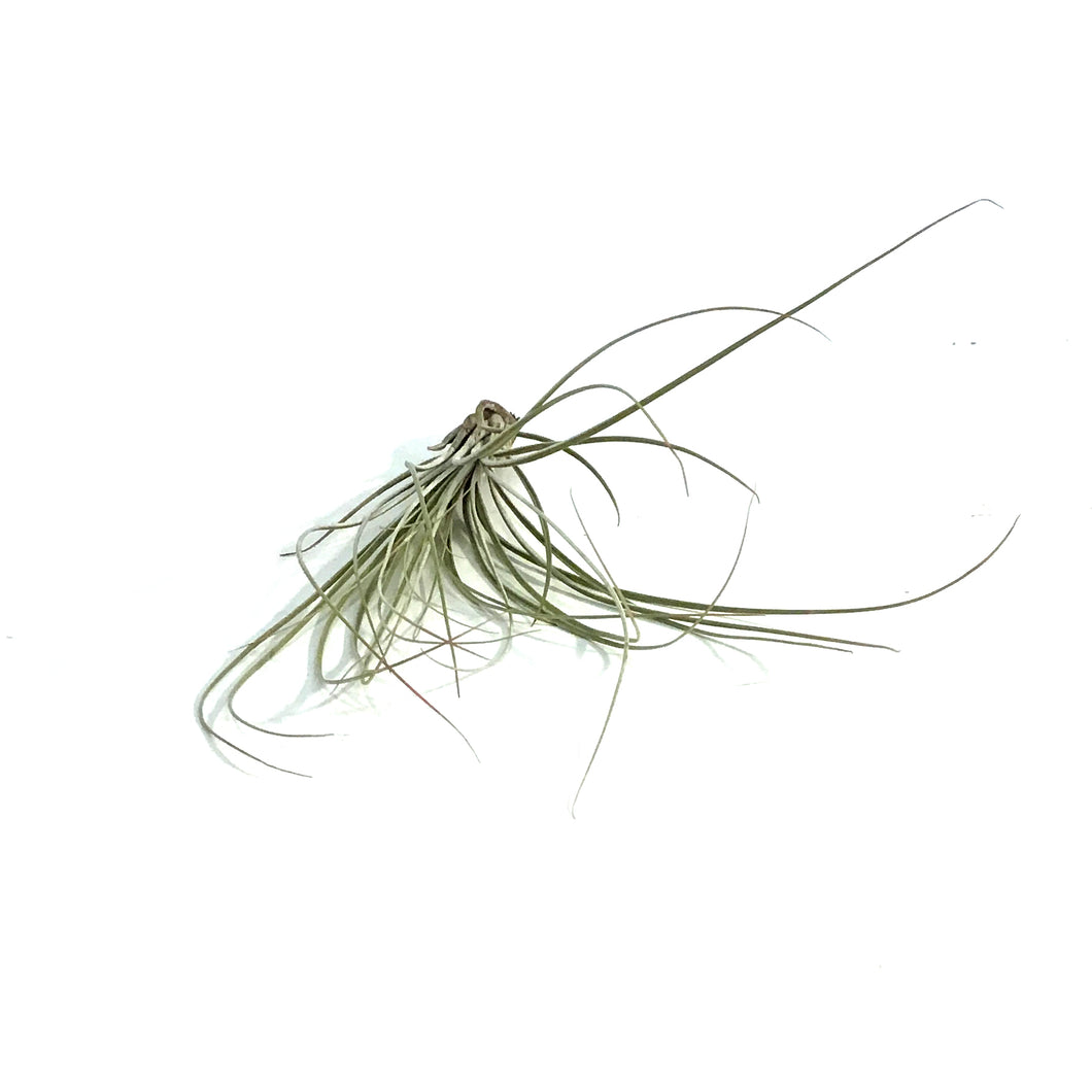 Tillandsia Juncea