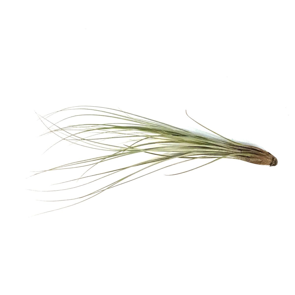 Tillandsia Juncea