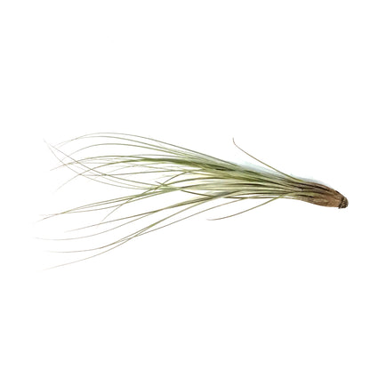 Tillandsia Juncea