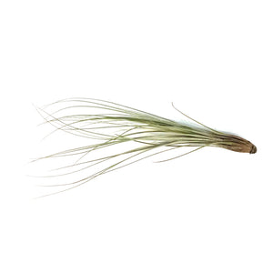 Tillandsia Juncea