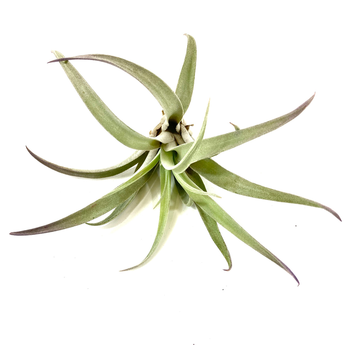 Tillandsia, Plagiotropica, 4-5" - Floral Acres Greenhouse & Garden Centre