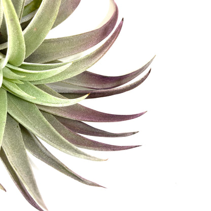 Tillandsia, Plagiotropica, 4-5" - Floral Acres Greenhouse & Garden Centre