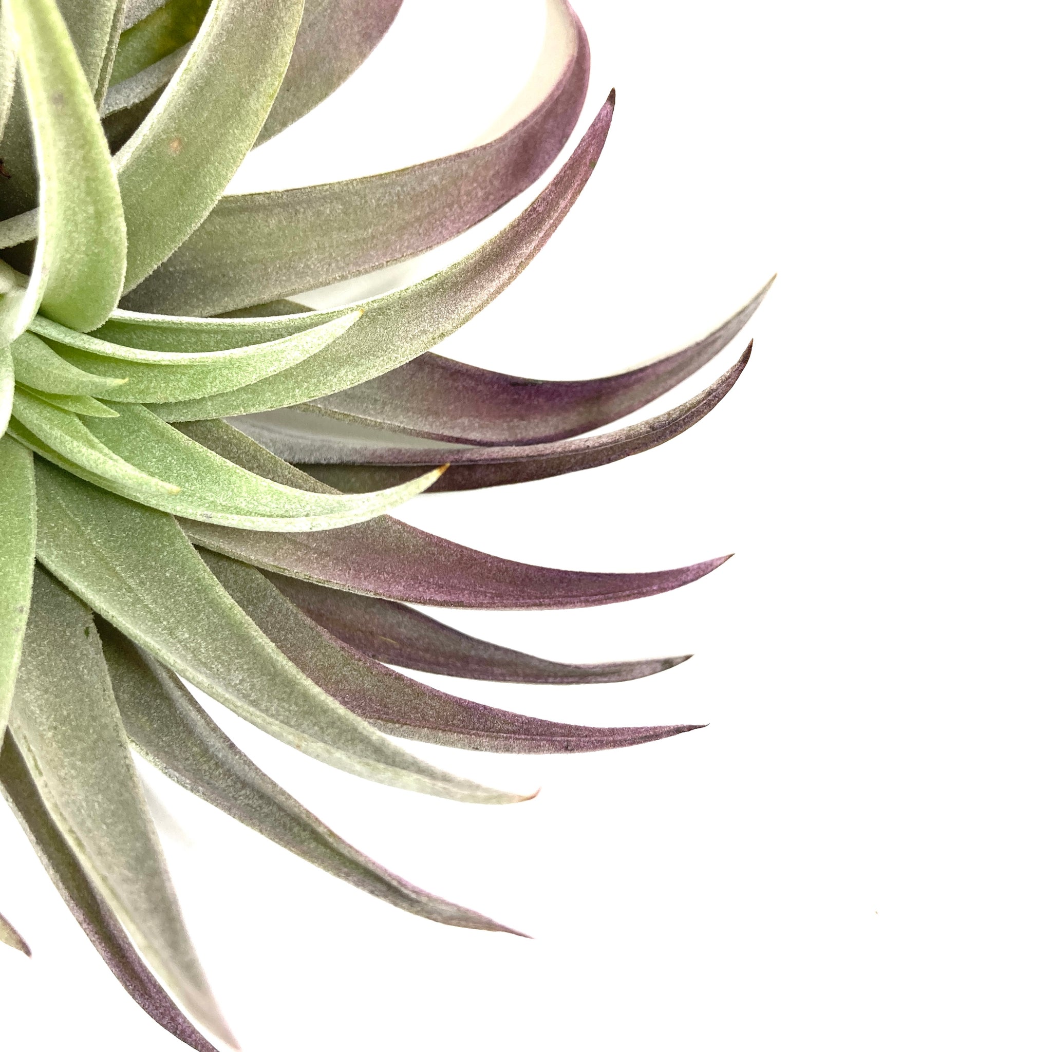 plagiotropica air plant Tillandsia Plagiotropica, 4-5" – Floral Acres Greenhouse & Garden Centre