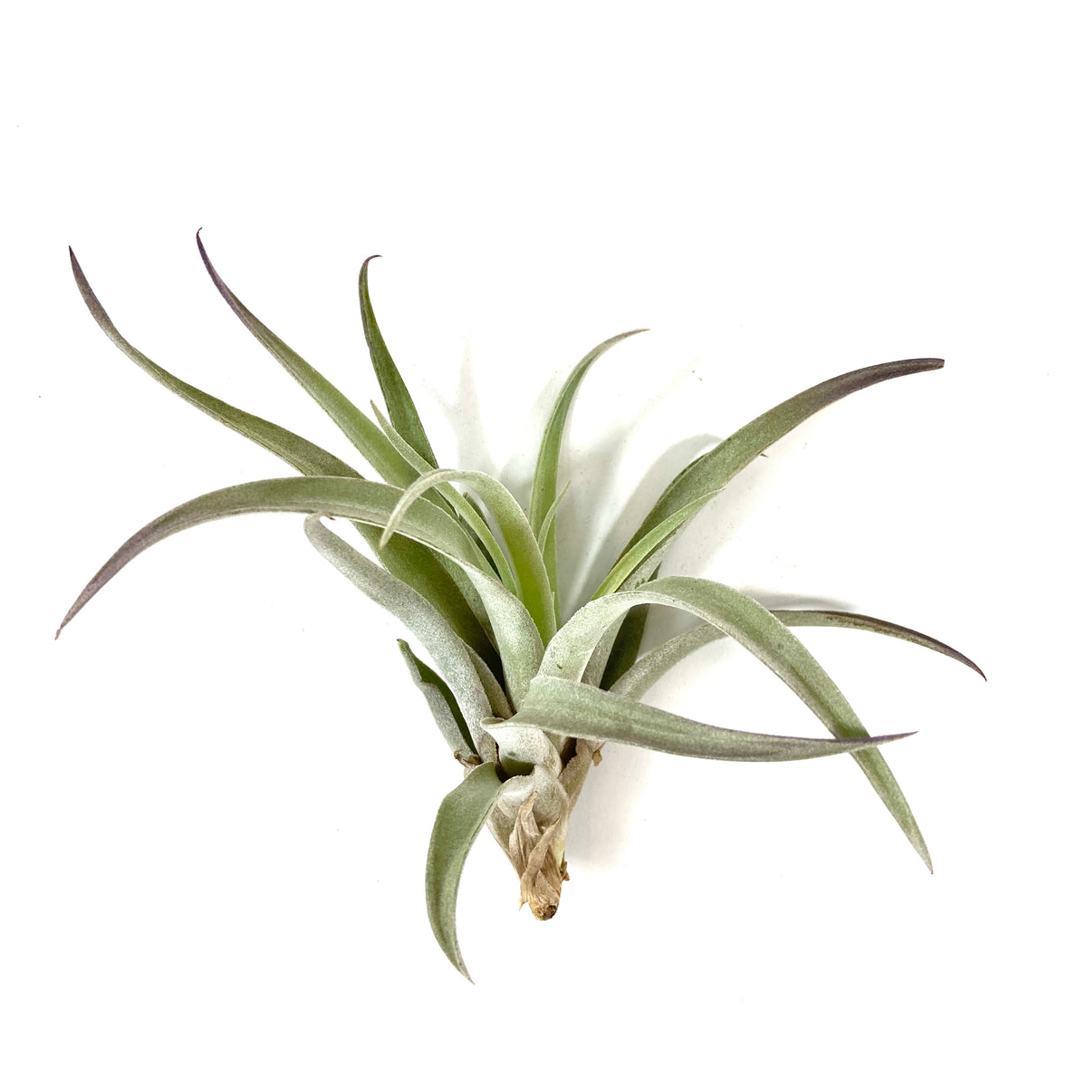 Tillandsia, Plagiotropica, 4-5" - Floral Acres Greenhouse & Garden Centre