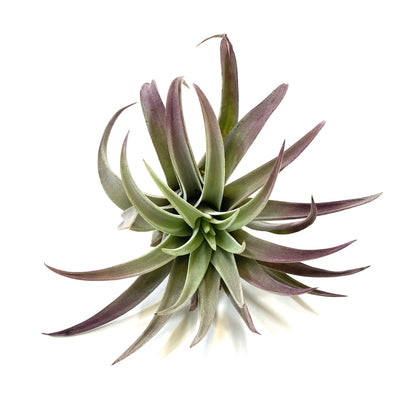 Tillandsia, Plagiotropica, 4-5" - Floral Acres Greenhouse & Garden Centre