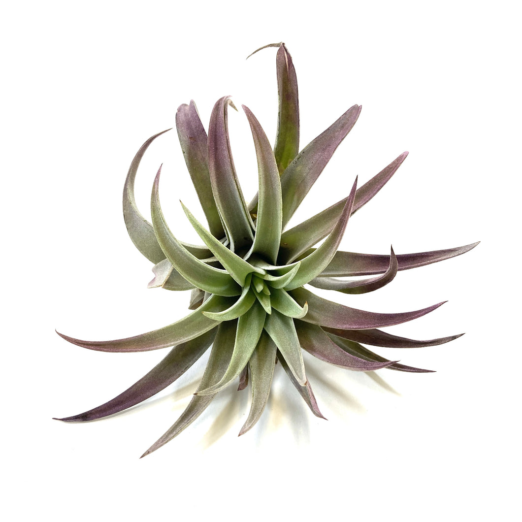 Tillandsia, Plagiotropica, 4-5