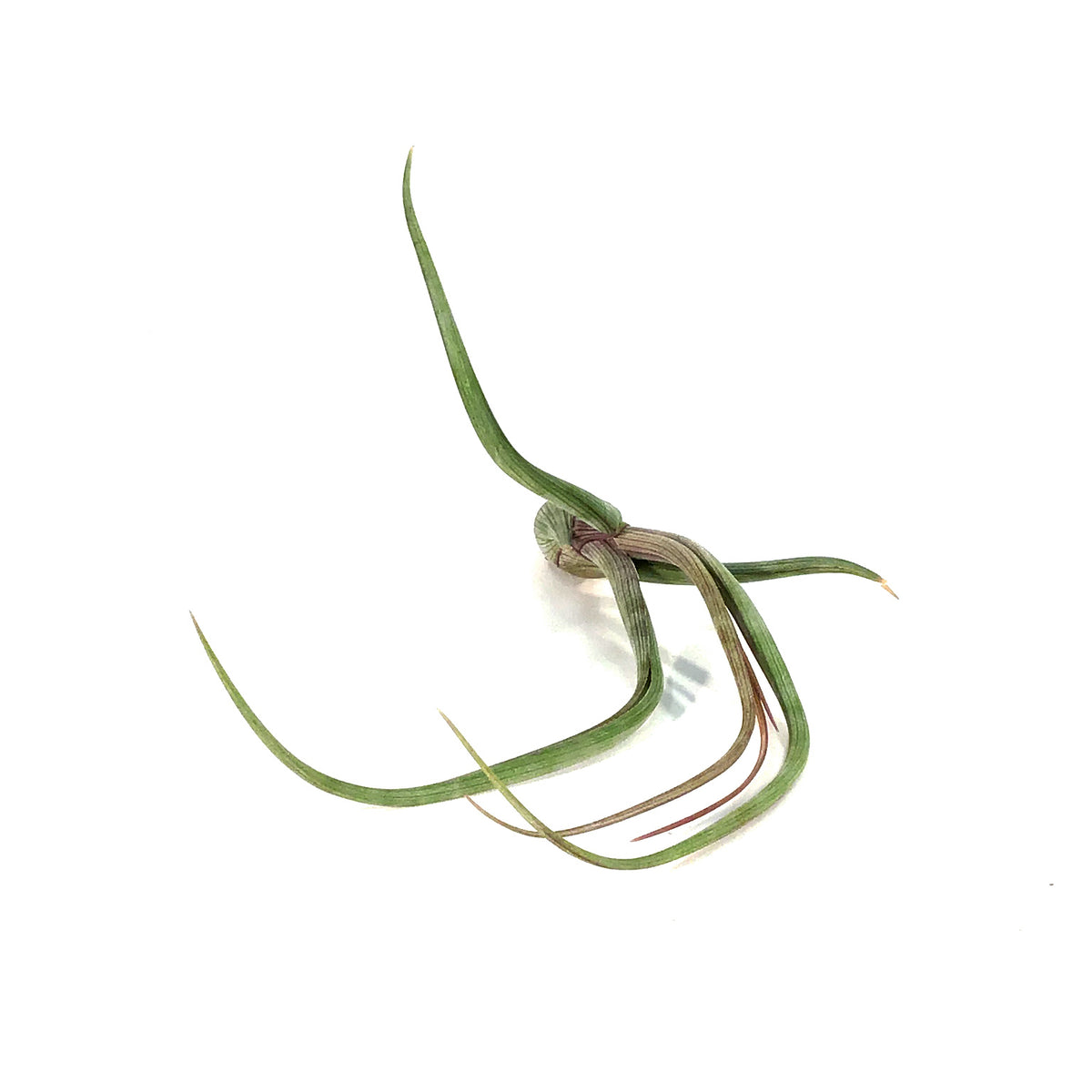 Tillandsia Pseudobaileyii, 4-5"