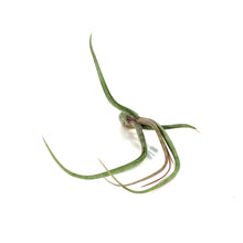 Load image into Gallery viewer, Tillandsia Pseudobaileyii, 4-5&quot;
