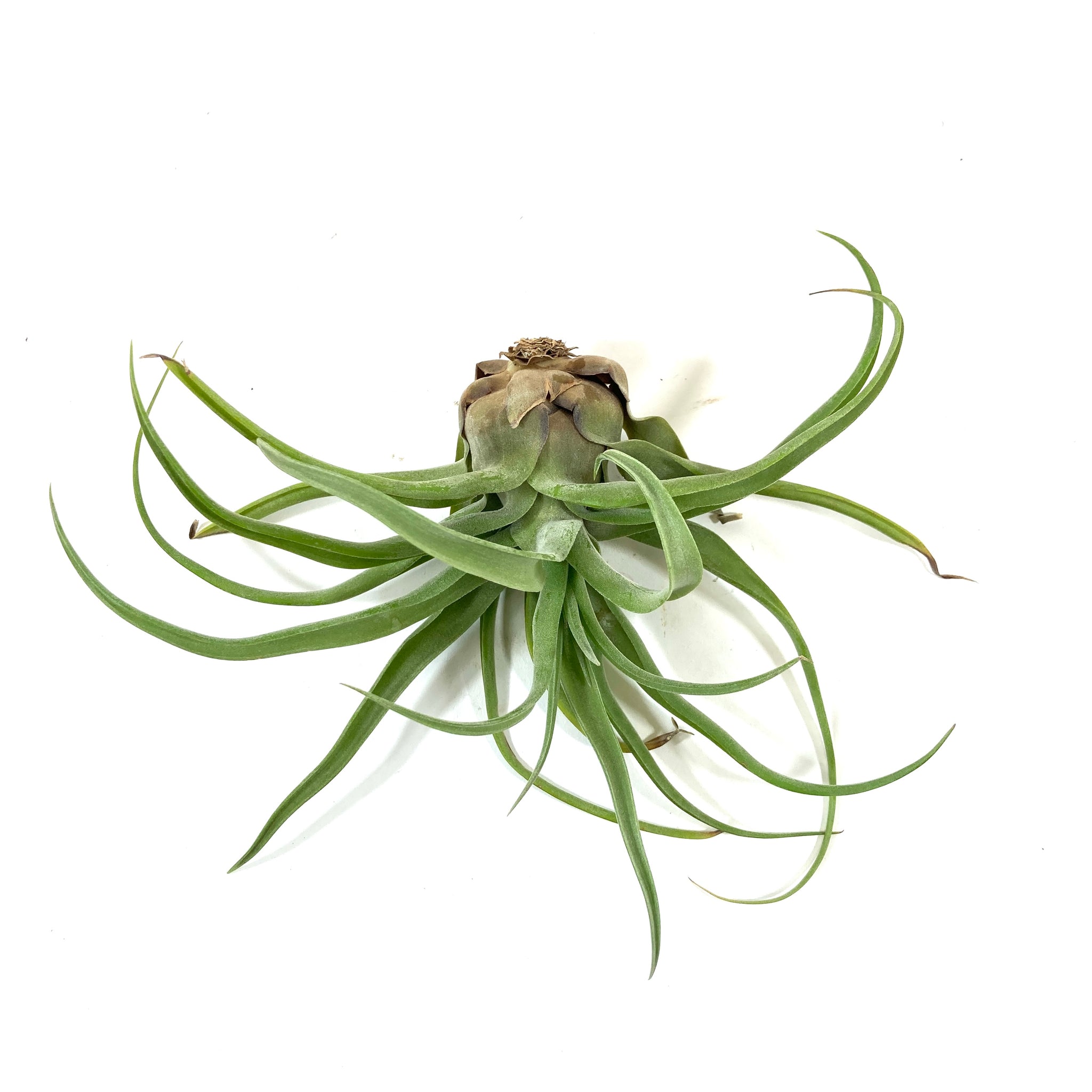 seleriana air plant care Tillandsia Seleriana, 5"ht. – Floral Acres Greenhouse & Garden Centre
