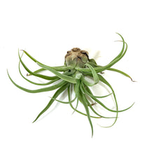 Load image into Gallery viewer, Tillandsia, Seleriana, 7-8&quot; - Floral Acres Greenhouse &amp; Garden Centre
