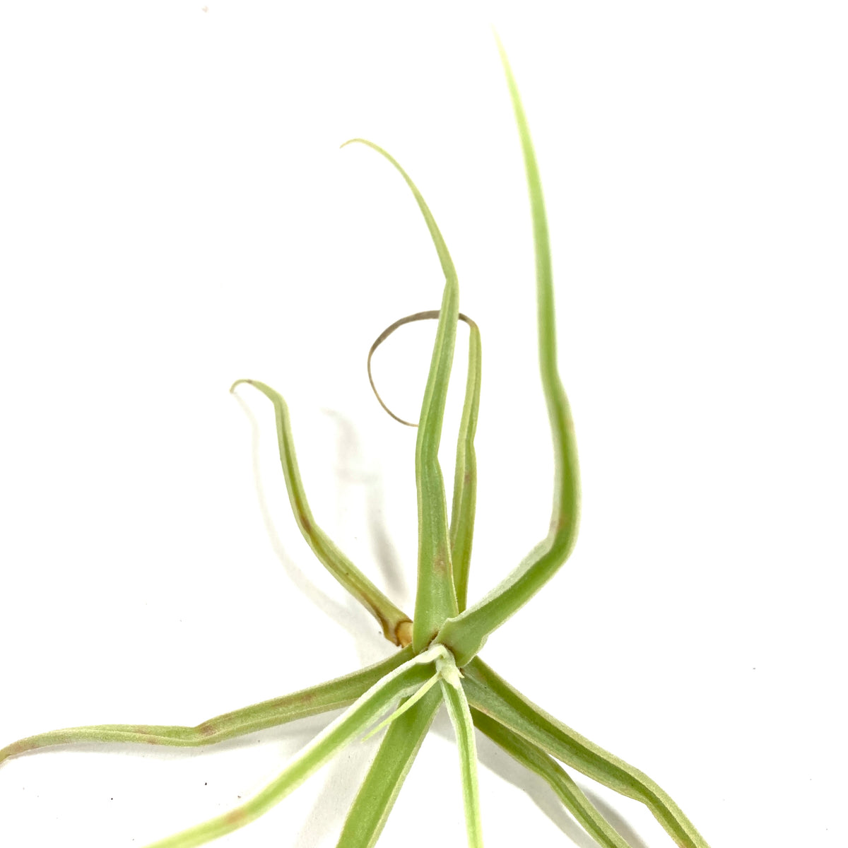 Tillandsia, Streptocarpa, 5-6" - Floral Acres Greenhouse & Garden Centre