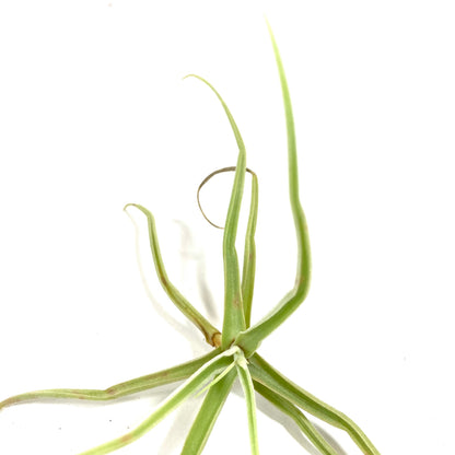 Tillandsia, Streptocarpa, 5-6" - Floral Acres Greenhouse & Garden Centre