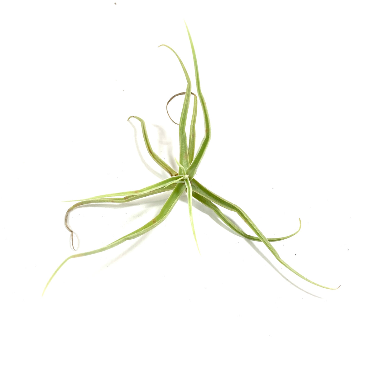 Tillandsia, Streptocarpa, 5-6" - Floral Acres Greenhouse & Garden Centre