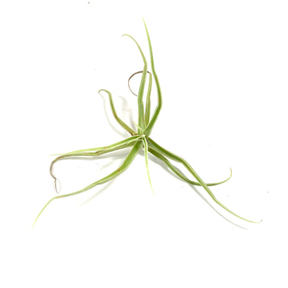 Tillandsia, Streptocarpa, 5-6" - Floral Acres Greenhouse & Garden Centre
