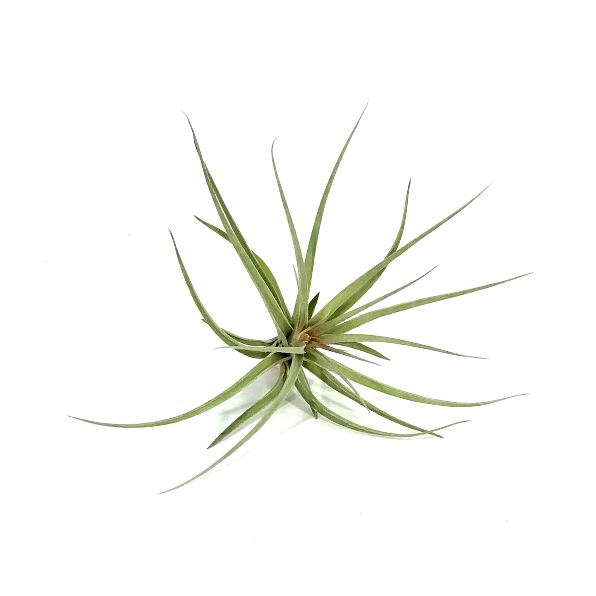 Tillandsia Stricta hybrid, 5-6"